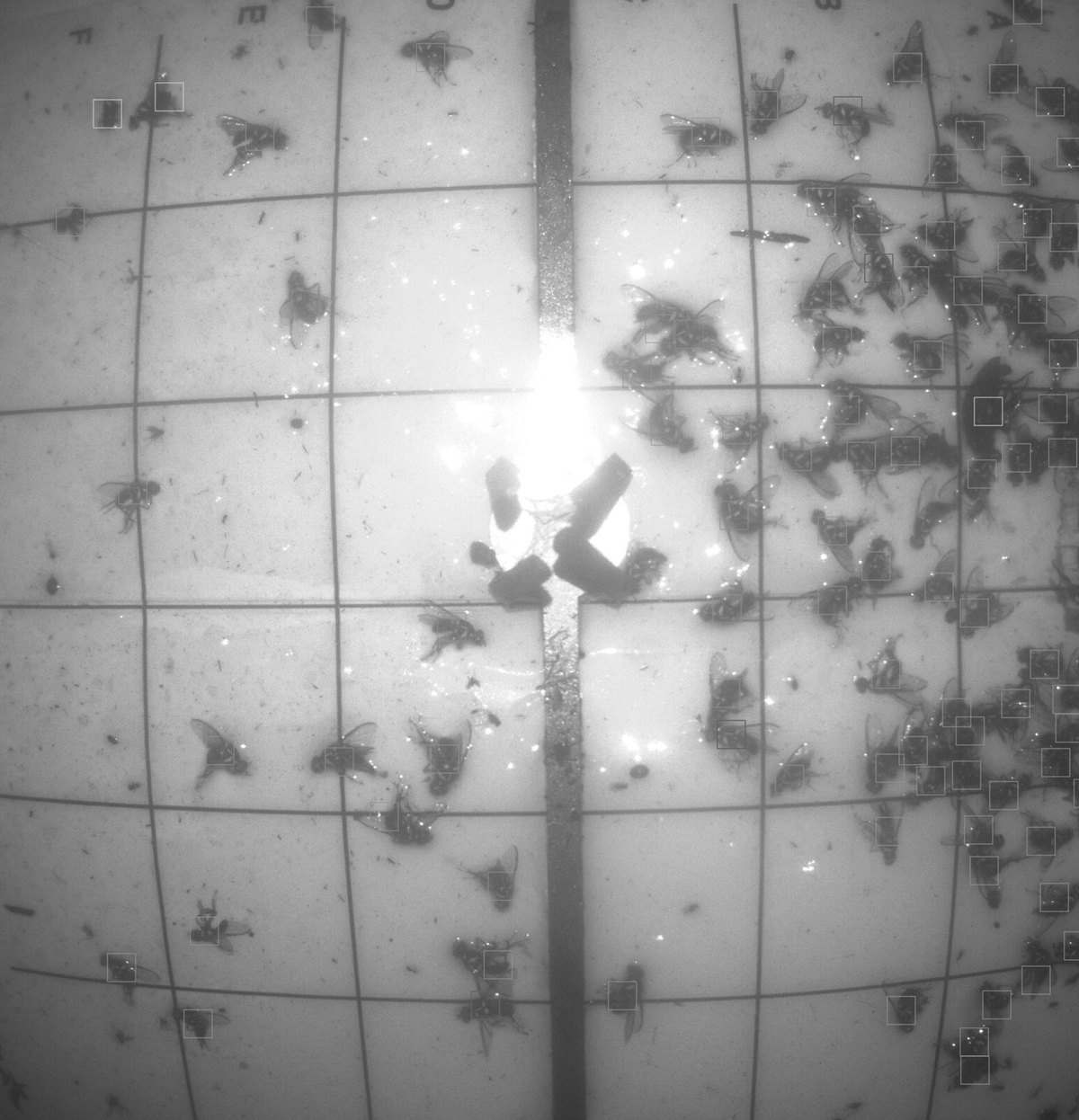 Greyscale photograph taken inside an AfriTrap trap showing the gridded sticky tray with two weeks of moths caught on it.