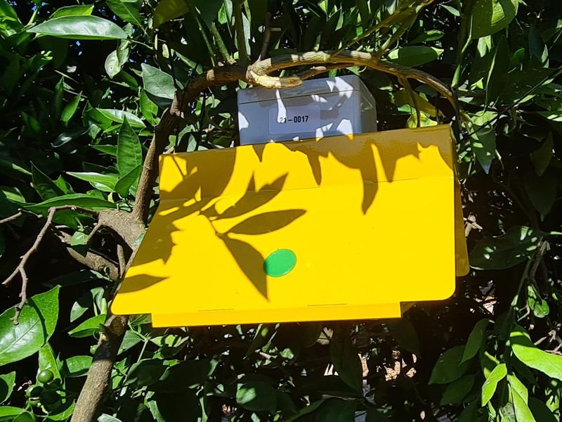 The same trap photographed hanging in a tree.