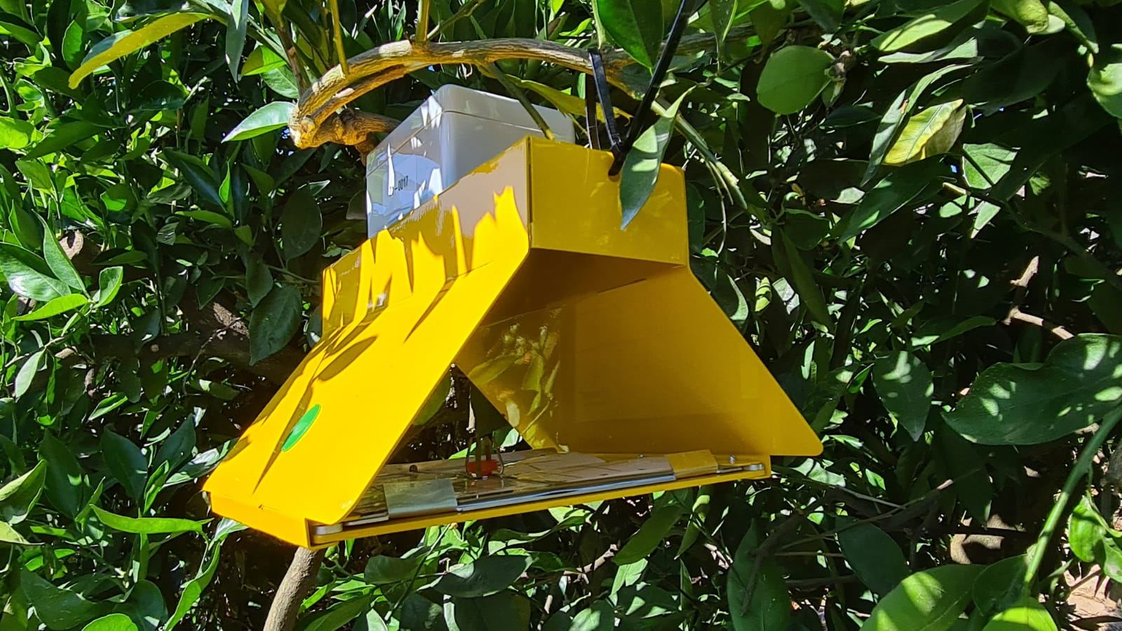 A yellow AfriTrap hanging from a branch inside a citrus tree, with the sticky tray and lure visible under the roof.