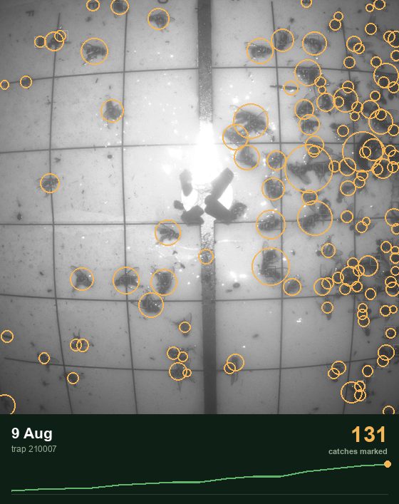 Time-lapse of one AfriTrap tray over two weeks: catches are ringed on each daily photograph and the running count climbs from 15 to 131.